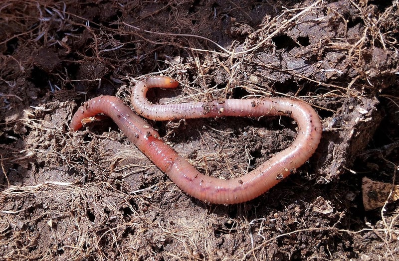 Nutrient-rich Soil