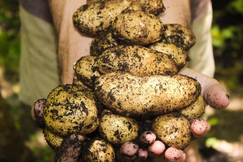 Compost for soil enrichment